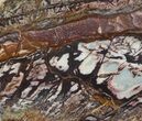 Polished Outback Jasper - Western Australia #65661-1